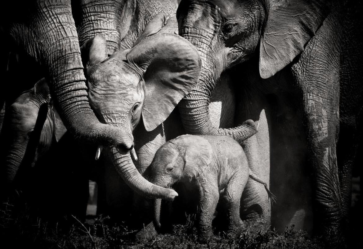 Elephant family